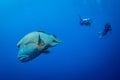 A stunning wide angle view of a Napoleon Wrasse on a coral reef in the Red Sea