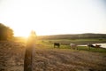 Stunning wide shot of cattle roaming on a landscape