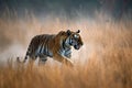 Stunning wild bengal tiger walking through the grassland. Amazing Wildlife. Generative Ai