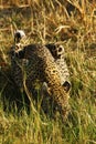 Stunning wild leopard drinking in Botwana`s bush veld