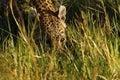 Stunning wild leopard drinking in Botwana`s bush veld