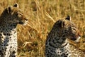 Stunning wild leopards in Botwana`s bush veld Royalty Free Stock Photo