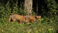 Stunning wild Red Fox Vulpes vulpes feeding in a field at the edge of a wood when they have an altercation.