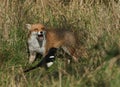 A magnificent wild Red Fox, Vulpes vulpes, looking at a Magpie with its mouth open.