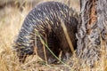 Wild Short-beaked Echidna Foraging at Hanging Rock, Victoria, Australia, March 2019 Royalty Free Stock Photo