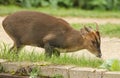 A stunning wild stag Muntjac Deer Muntiacus reevesi feeding along the side of the canal.