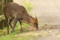 A stunning wild stag Muntjac Deer Muntiacus reevesi feeding at the side of the track.