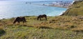 Stunning wildlife photography at the White cliffs of Dover based in the British Isles, stunning view of the sea, hiking