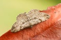 A stunning Willow Beauty Moth Peribatodes rhomboidaria perched on a leaf. Royalty Free Stock Photo