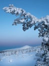 Stunning winter landscape. Amazing nature of the North. Fir tree