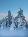 Stunning winter landscape. Amazing nature of the North. Fir tree
