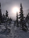 Winter landscape with footsteps in the snow leading through light forest of coniferous trees in Jasper National Park, Canada. Royalty Free Stock Photo