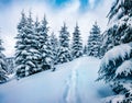 Stunning winter morning in mountain foresty with snow covered fir trees. Wonderful outdoor scene, Happy New Year celebration conce