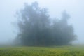 Misty yellow winter morning and winter environment with yellow mustard tree