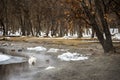 Stunning winter scene in Kusharo Lake, Hokkaiddo Royalty Free Stock Photo