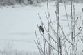 Stunning winter scene of Lake tekapo with sparrow around,