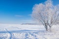Stunning winter scenery with bare tree covered by frost on snowy meadow under blue sky Royalty Free Stock Photo