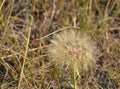 Stunning Wish Flower Made of Dandelion Seeds