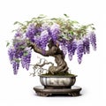 Stunning Wisteria Bonsai On White Background For Full Frame Shots