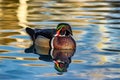 Stunning wood duck cruising a golden pond Royalty Free Stock Photo