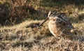 A stunning Woodcock, Scolopax rusticola, sitting in the grass. It is so well camouflaged that it can hardly be seen.