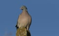 A stunning Woodpigeon Columba palumbus perched on a concrete post on a sunny winters day. Royalty Free Stock Photo