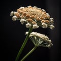 Stunning Yarrow Flower In High Definition