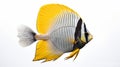 Stunning Yellow And Black Butterfly Fish With Fluttering Fins