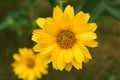 Stunning Yellow False Sunflower Blossom Flowering in a Garden