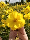 Stunning yellow flower in the field