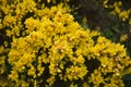 Stunning Yellow Golden Gorse Bush in Bloom in England