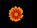 Stunning Yellow-orange Treasure Flower Cut-out image with black background.