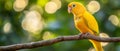 A stunning yellow parrot rests on a branch amidst a vibrant green forest, exhibiting its vivid colors and intricate