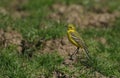 A stunning Yellow Wagtail, Motacilla flava, perching on a dirt mound in a meadow.