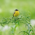 A stunning Yellow Wagtail Motacilla flava sitting on a branch. Green background