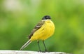 A stunning Yellow Wagtail Motacilla flava sitting. Green background