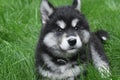 Stunning young alaskan husky puppy in the grass