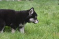 Stunning young siberian husky puppy in the grass