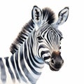 Detailed Zebra Watercolor Clipart For Digital Painting And Paper Crafting