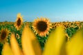 Stunninga field of sunflowers basking in the warm sunshine of a bright blue sky