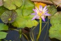 A stunningly beautiful close-up of a violet and yellow, fully-bloomed lotus flower, swarming with bees, in a ceramic water pot, in Royalty Free Stock Photo