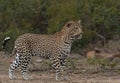 Stunningly beautiful large male leopard on the prowl in the Kruger national park Royalty Free Stock Photo