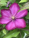Stunningly Beautiful Magenta Pink Clematis Vine Blossoms - Climbing Vines Royalty Free Stock Photo