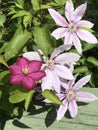 Stunningly Beautiful Magenta Pink White Clematis Vine Blossoms - Climbing Vines Royalty Free Stock Photo