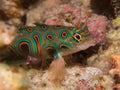 Stunningly beautiful picturesque dragonet at dusk in Raja Ampat, Indonesia. Royalty Free Stock Photo