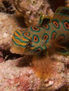 Stunningly beautiful picturesque dragonet at dusk in Raja Ampat, Indonesia. Royalty Free Stock Photo