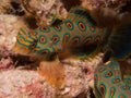 Stunningly beautiful picturesque dragonet at dusk in Raja Ampat, Indonesia. Royalty Free Stock Photo