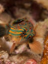 Stunningly beautiful picturesque dragonet at dusk in Raja Ampat, Indonesia. Royalty Free Stock Photo