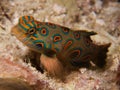 Stunningly beautiful picturesque dragonet at dusk in Raja Ampat, Indonesia. Royalty Free Stock Photo