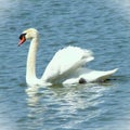 A stunningly beautiful white Mute Swan swimming majestically in a small Florida lake. Royalty Free Stock Photo